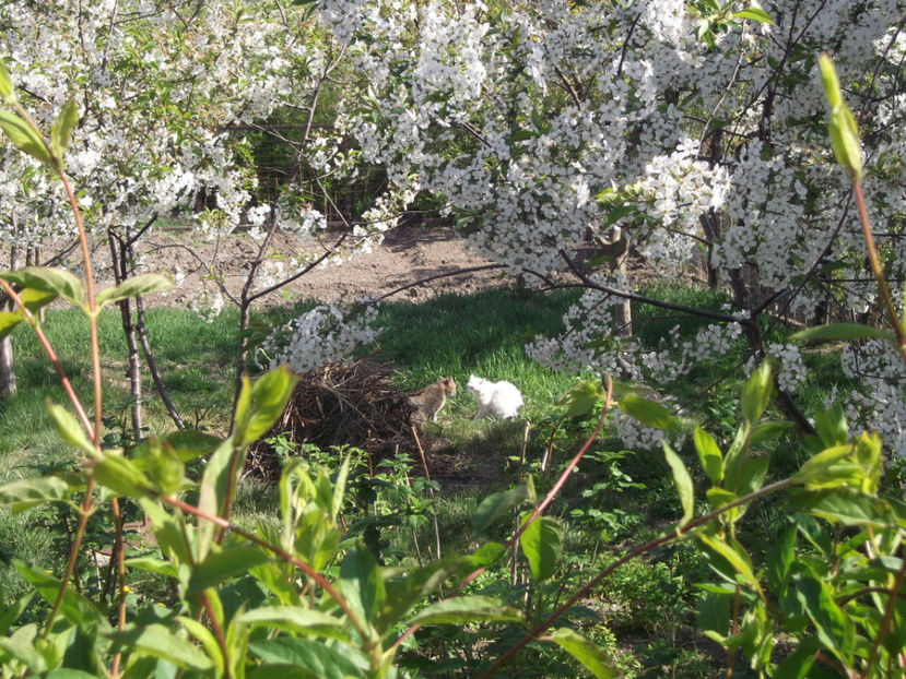  - Sarbatoarea Pastelui_2017