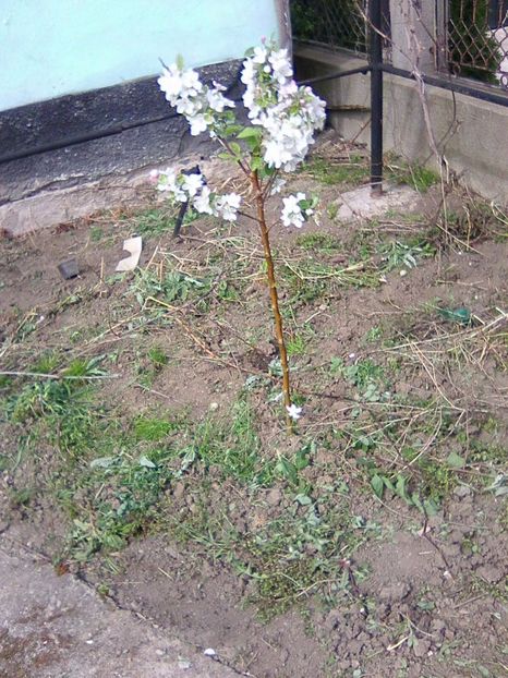 MAR  RED   MELBA - Gradina casei