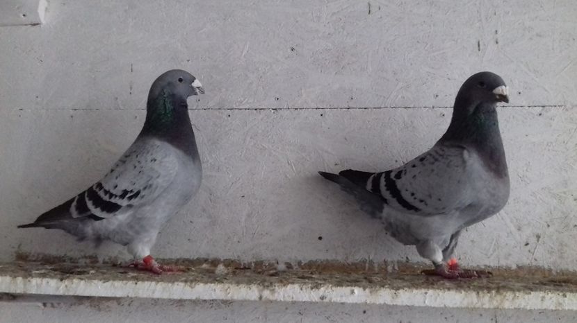 CUPLU WOW!! - 3 MATCA GUTI 2017