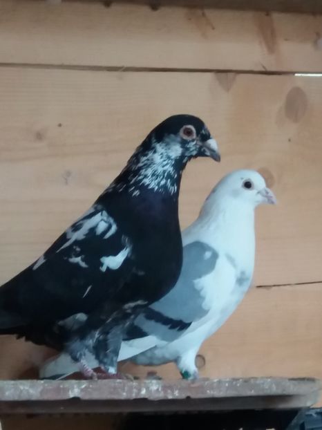 Vanduti - Porumbei vanduti