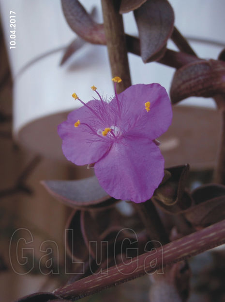 Tradescantia Navicularis - Navicularis