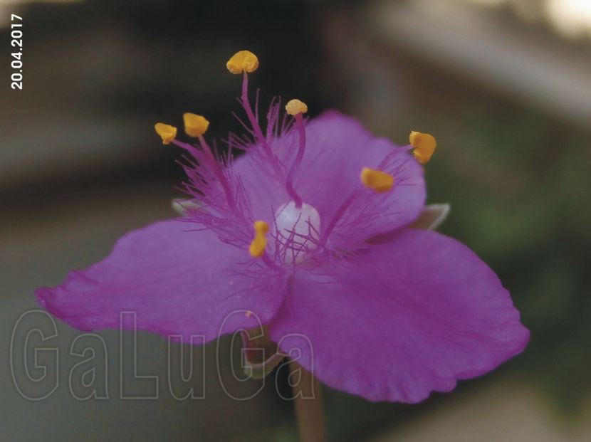 Tradescantia Navicularis - Navicularis