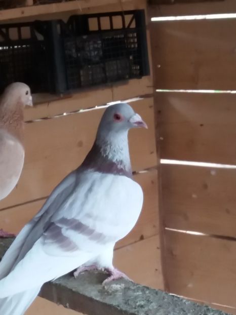 F vanduta - Porumbei vanduti