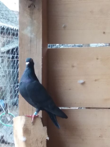  - voiajori colorati matca 2018