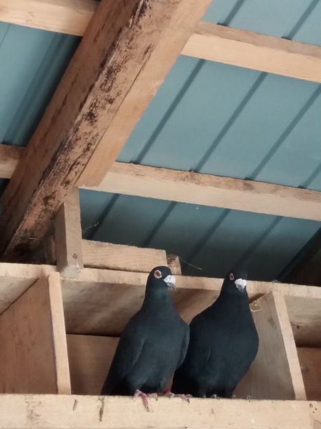 Vanduti - Porumbei vanduti