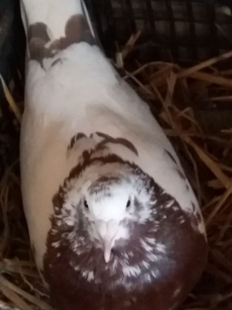  - Voiajori meulemansi matca 2018