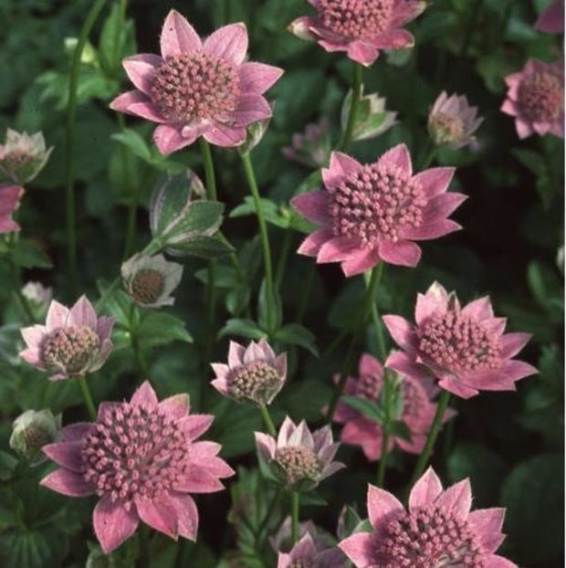 Astrantia maxima seminte - ACASA-De vinzare-Flori-Arbusti-Seminte 2017
