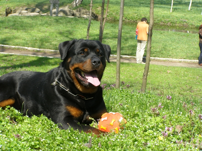 P4040529 - CAINI MEI RASA ROTTWEILER