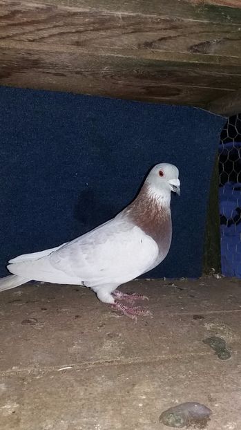 M vandut - Porumbei vanduti