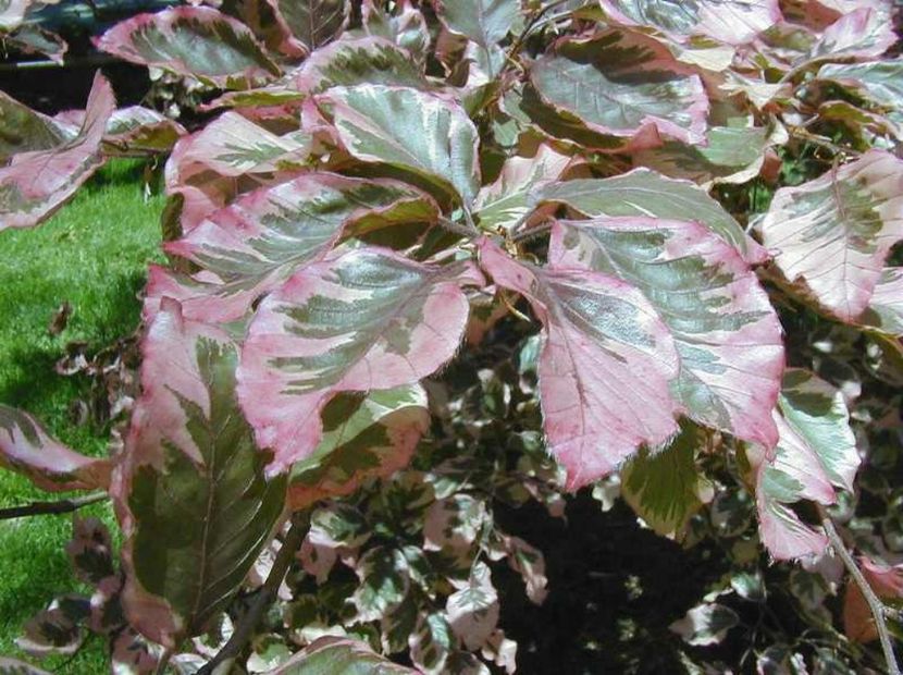 Fagus sylavatica Purpurea tricolor - b Comenzi plante copaci 2018 2019