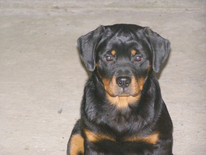 PC140124 - CAINI MEI RASA ROTTWEILER