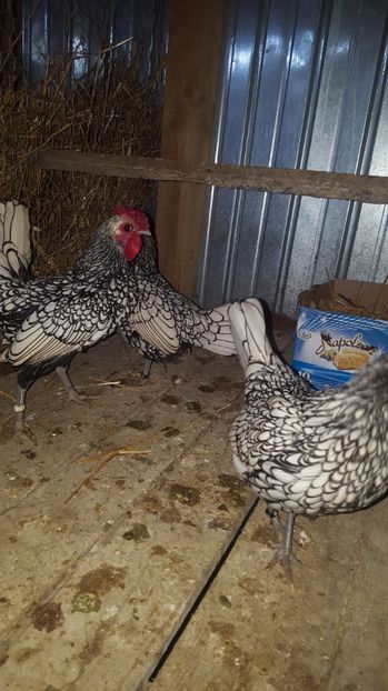  - Sebright argintiu matca