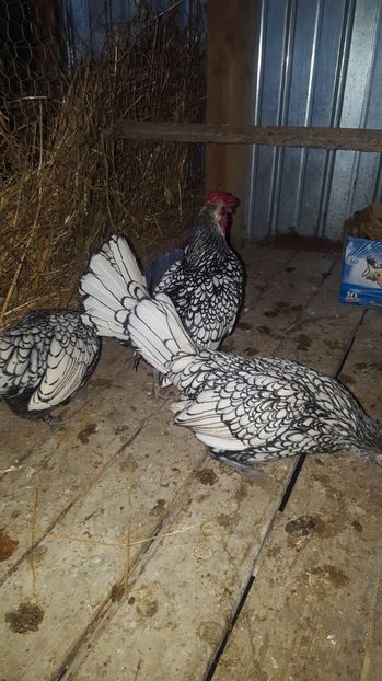  - Sebright argintiu matca