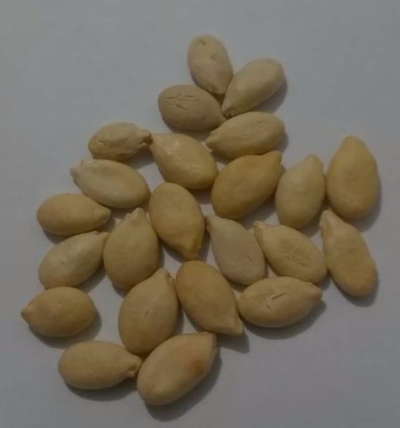 Benincasa Dovleac de ceara (comestibil) seminte - AAA - SEMINTE- MARIME