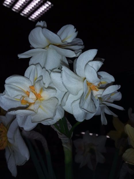  - narcisele mele