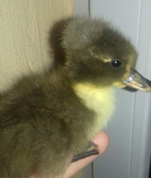 20170407_094606-1 - Boboci 2017