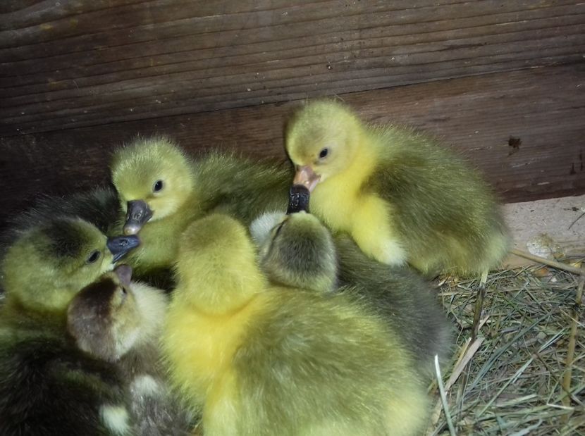 IMG-20170421-WA0011 - Boboci 2017