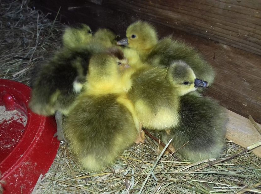 IMG-20170421-WA0008 - Boboci 2017