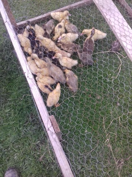 IMG-20170416-WA0040 - Boboci 2017