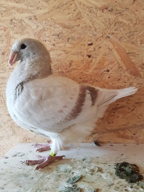 1 Pui 2017 - 4-Tineret 2017