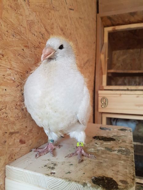 1 Pui 2017 - 4-Tineret 2017