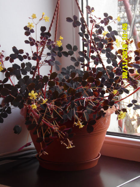 SAM_1096 - MARTIE-APRILIE 2017