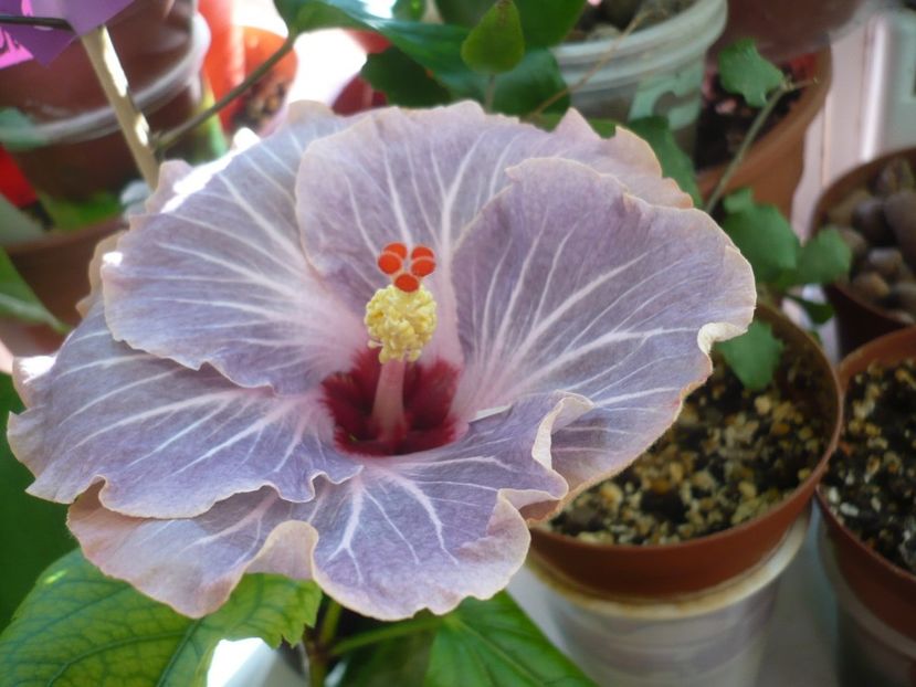 P1310605 - HIBISCUSI 2017-1