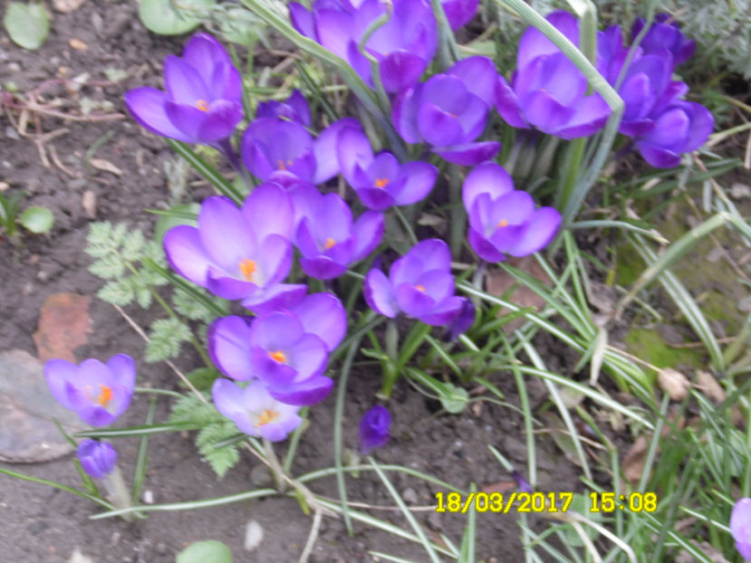 SAM_1204 - MARTIE-APRILIE 2017