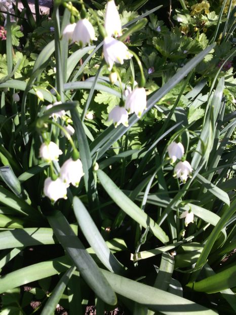  - 01-Flori din curtea mea 2017