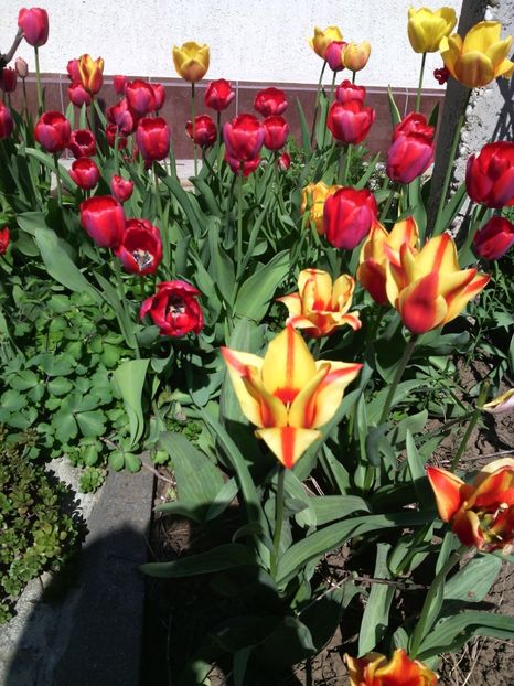  - 01-Flori din curtea mea 2017