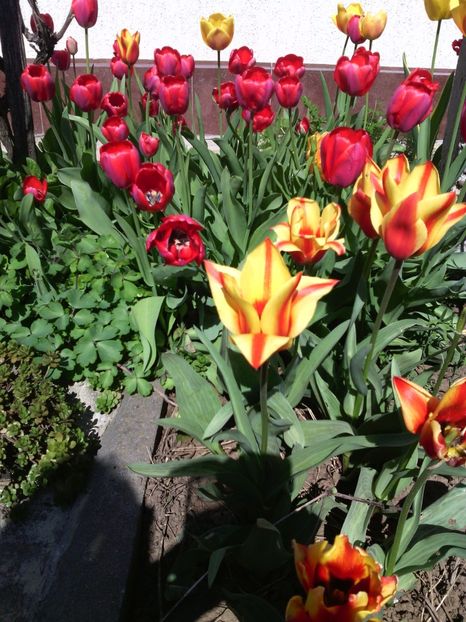  - 01-Flori din curtea mea 2017