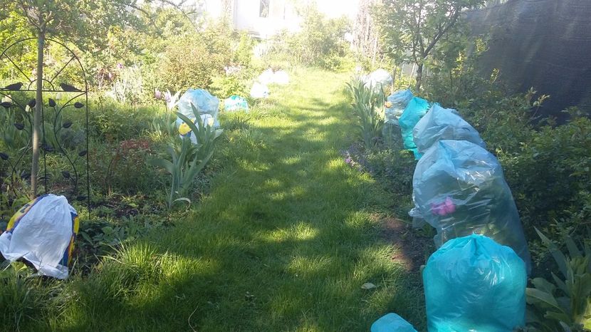 A picat bruma noaptea trecuta - 2017 Aprilie_Idilic Garden