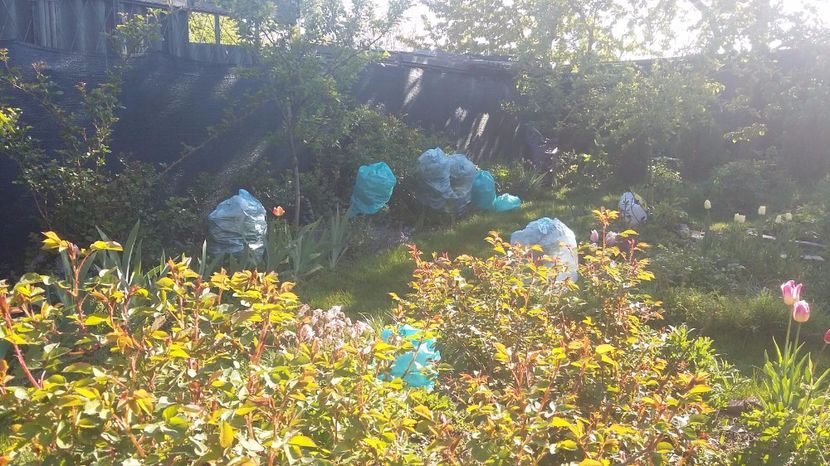 Mi-am acoperit bujorii cu boboci.. - 2017 Aprilie_Idilic Garden