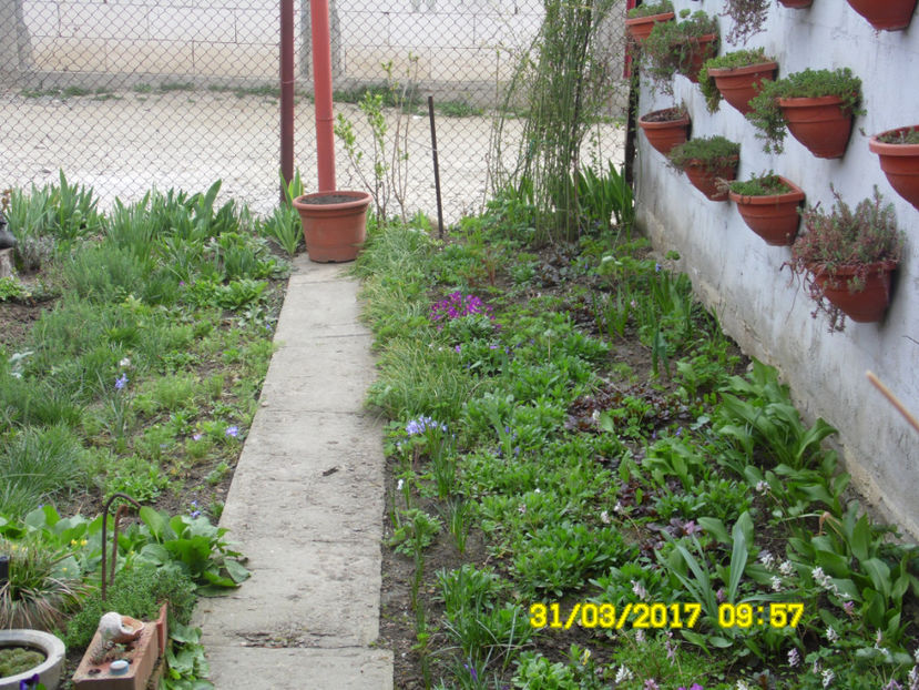 SAM_1213 - MARTIE-APRILIE 2017