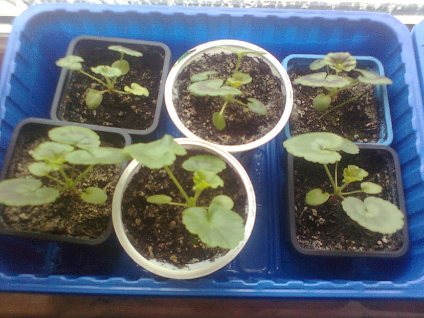  - MUSCATE -2017 - 2018