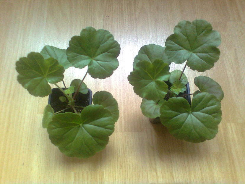  - MUSCATE -2017 - 2018