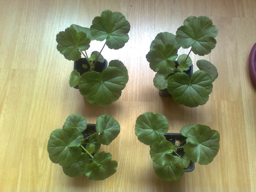  - MUSCATE -2017 - 2018