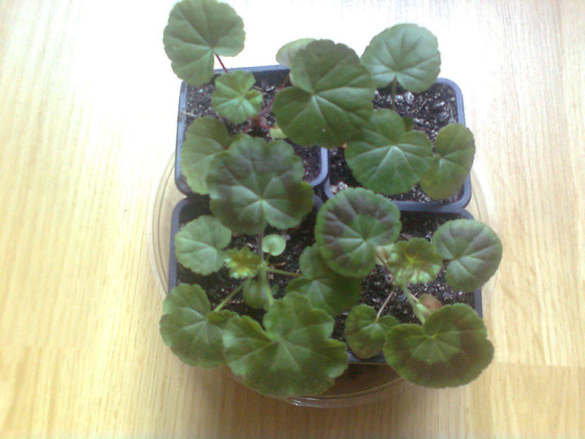  - MUSCATE -2017 - 2018