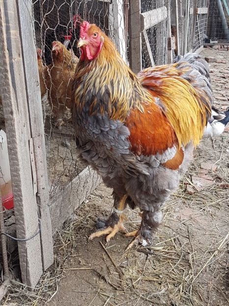  - B Potarnichiu Albastru 2017