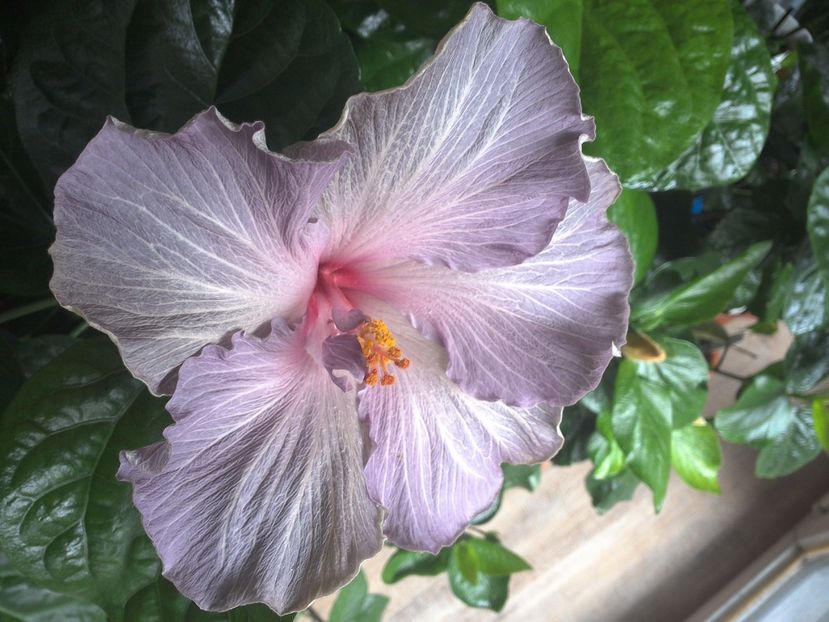 WIN_20170422_092514 - Moorea Blue Stone