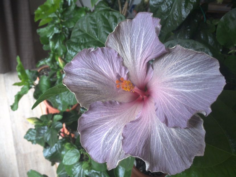 WIN_20170422_092048 - Moorea Blue Stone