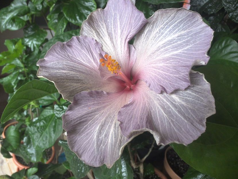 WIN_20170422_092105 - Moorea Blue Stone