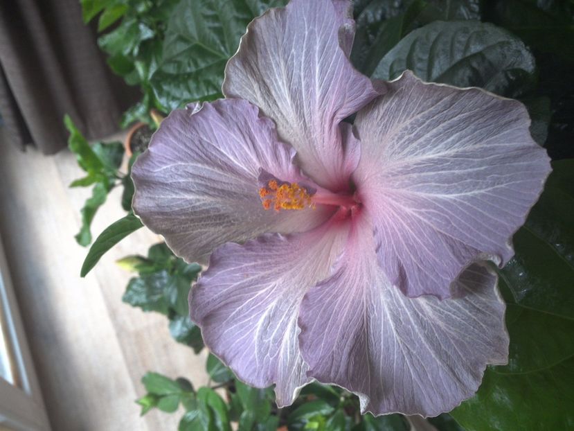 WIN_20170422_092115 - Moorea Blue Stone