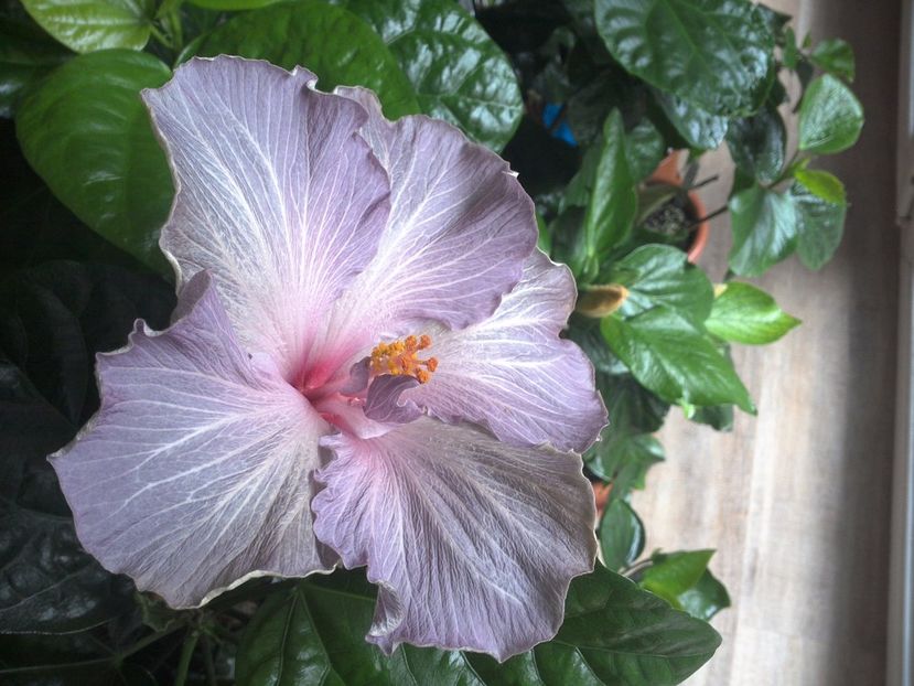 WIN_20170422_092203 - Moorea Blue Stone