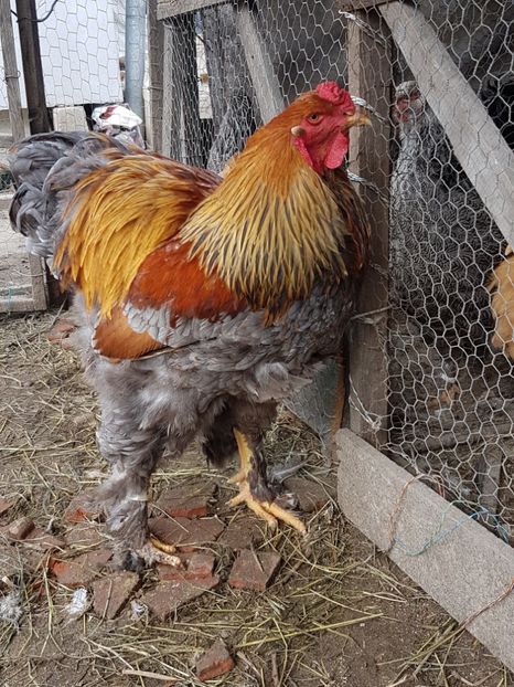  - B Potarnichiu Albastru 2017