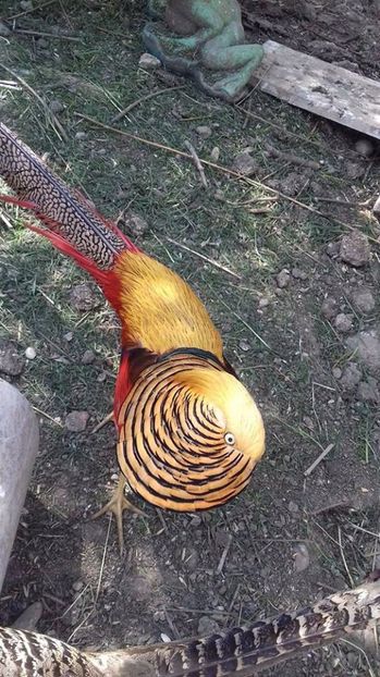  - fazani auriu pe rosu