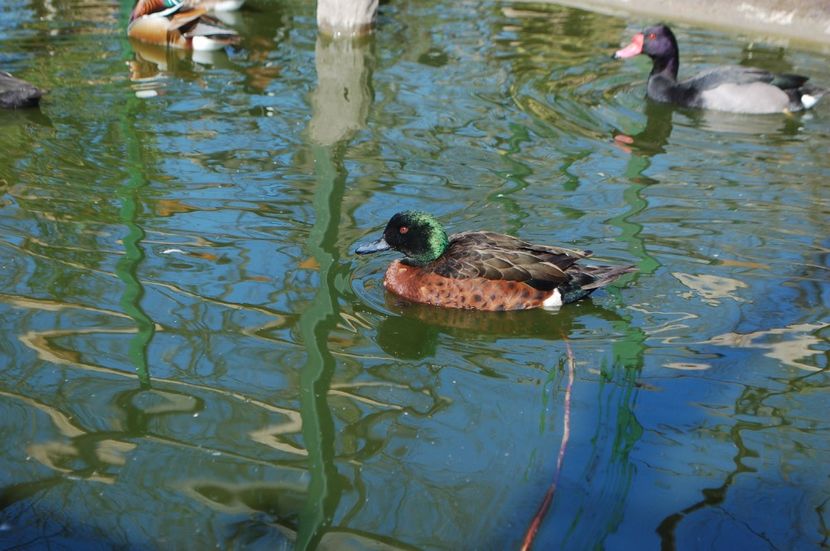  - Rata Castanie - Anas Castanea