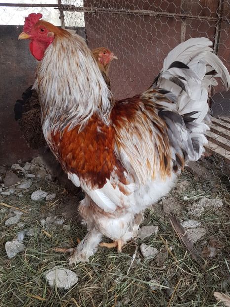 B Rogesattelt, iunie 2015 linia Vali Doho. - B Rogesattelt 2017