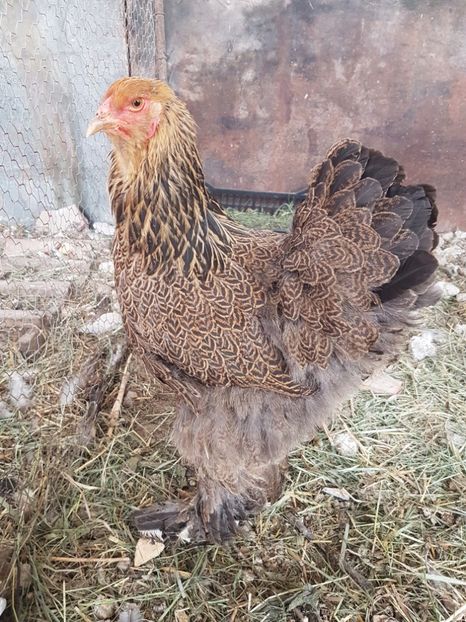  - B Potarnichiu Albastru 2017