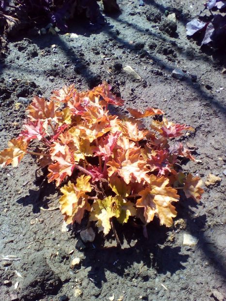  - curtea cu toate cele 2017